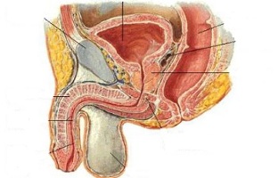 the position of the ji point in men