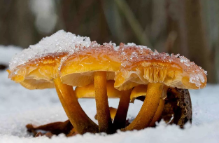 Winter Mushrooms