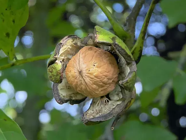 Walnut for potency