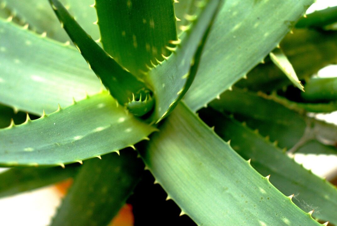 Aloe for male potency