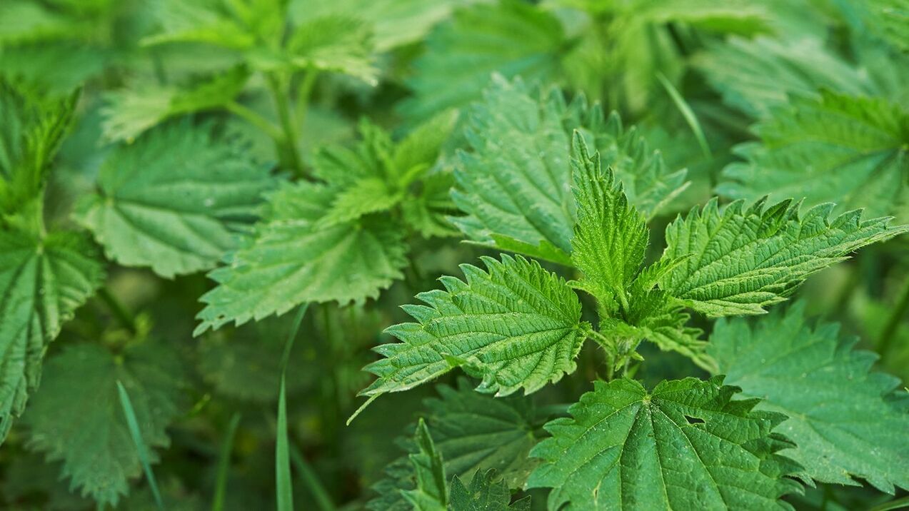 Herb nettle for potency