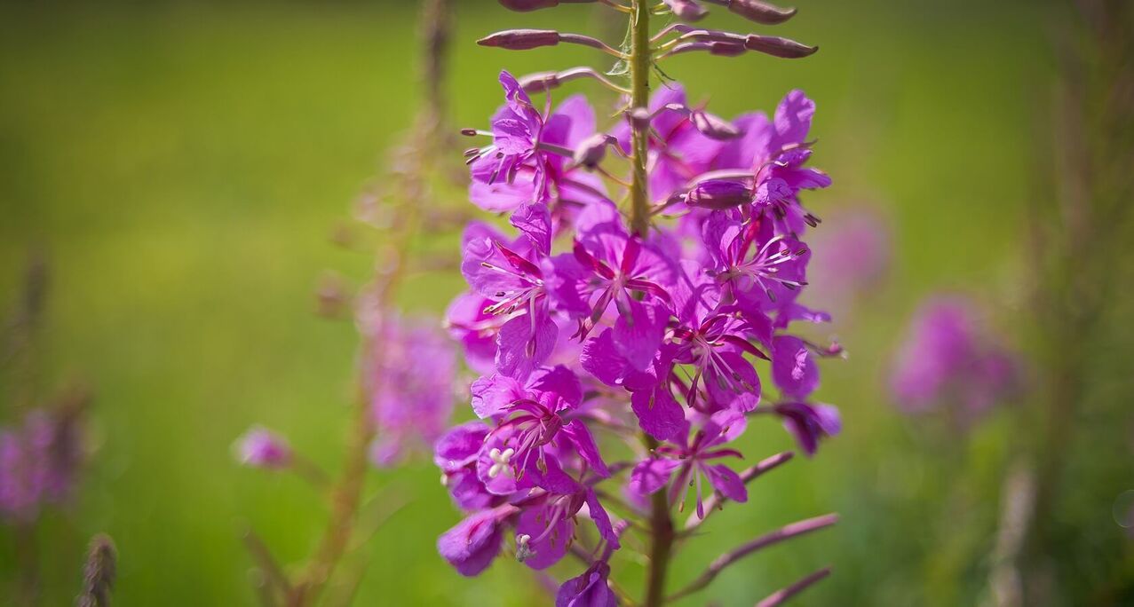 Willowherb for men's health