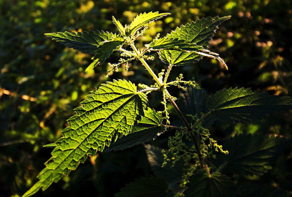Nettle to increase potency